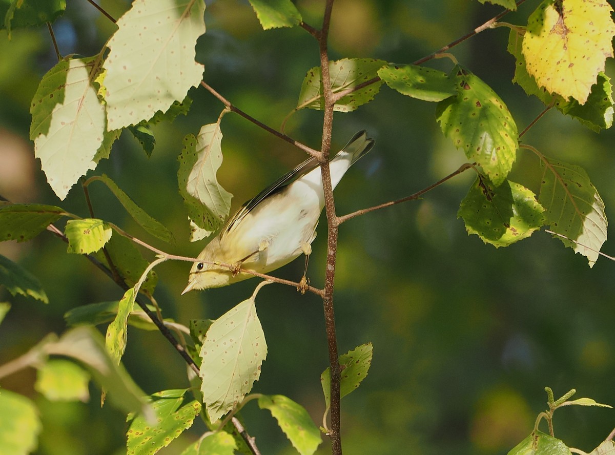 Blackpoll Warbler - ML641581128