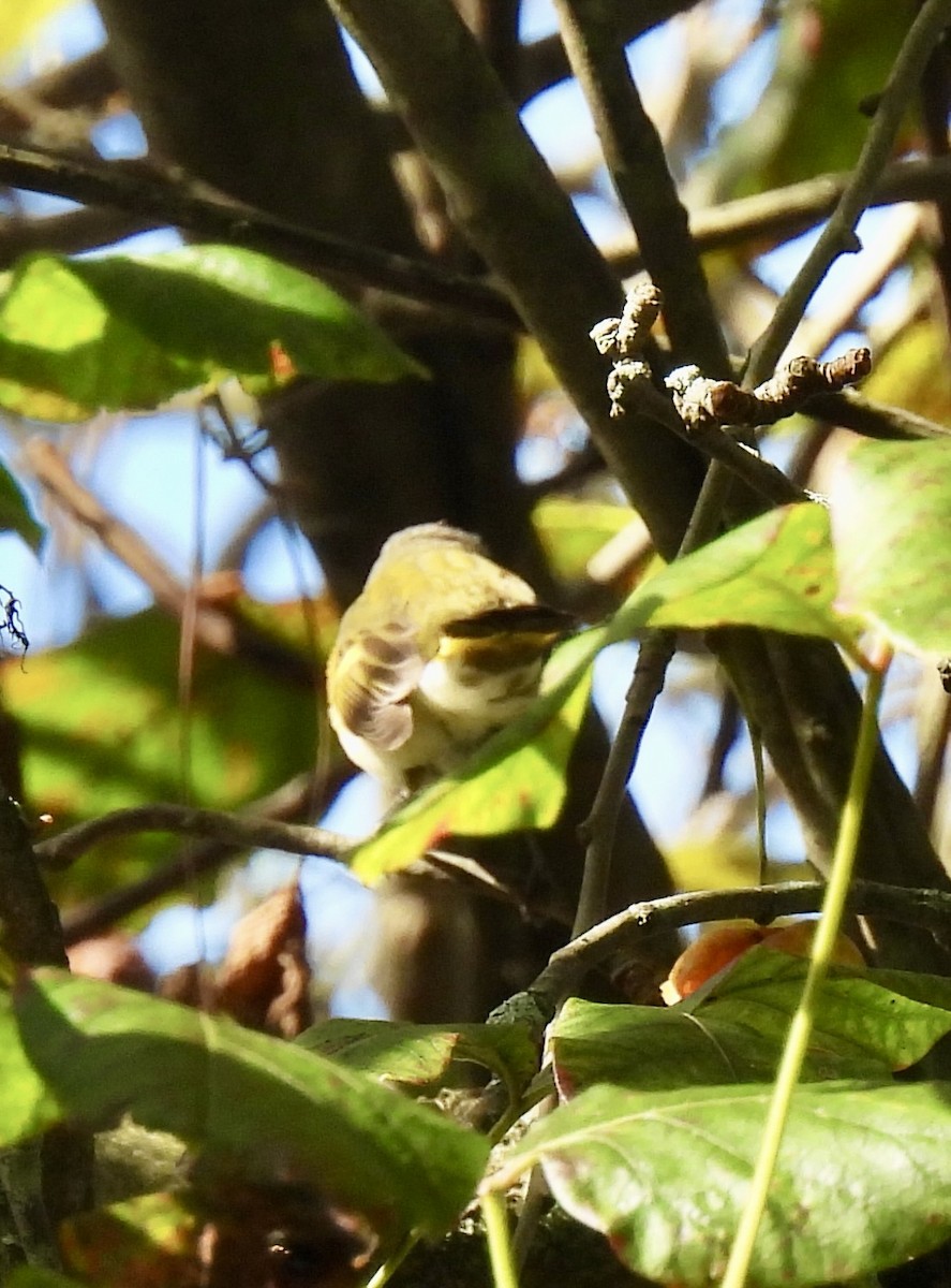 American Redstart - ML641581142