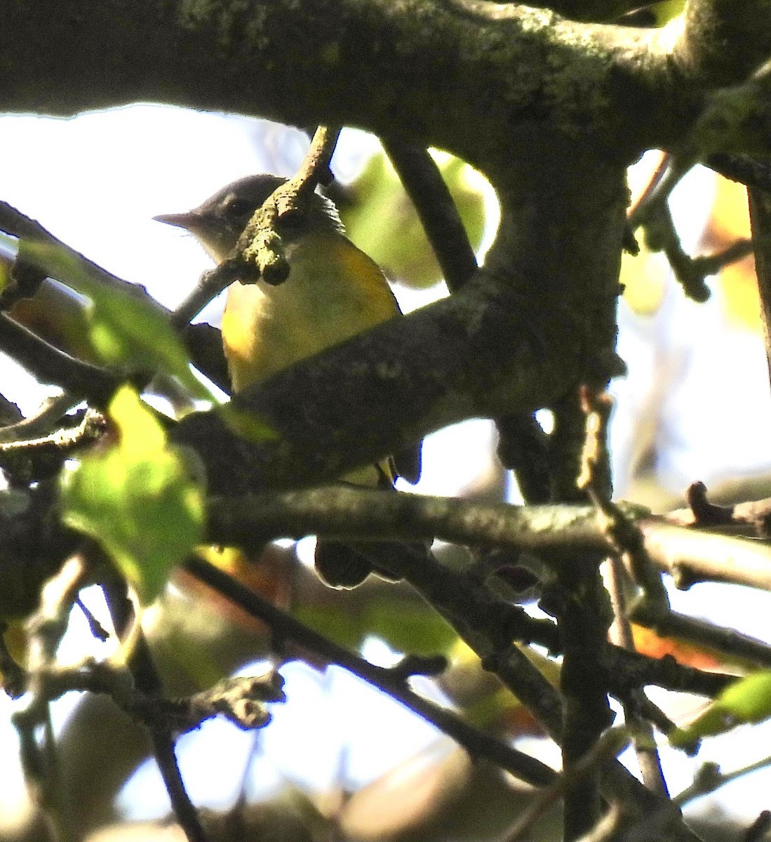 American Redstart - ML641581143