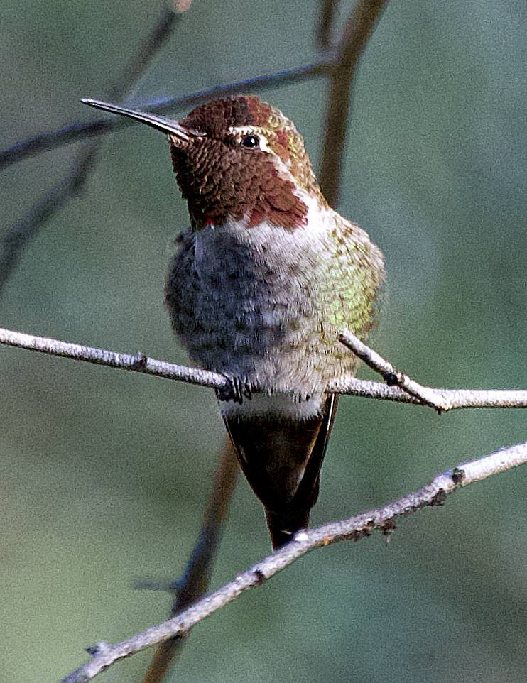 rødmaskekolibri - ML641581153