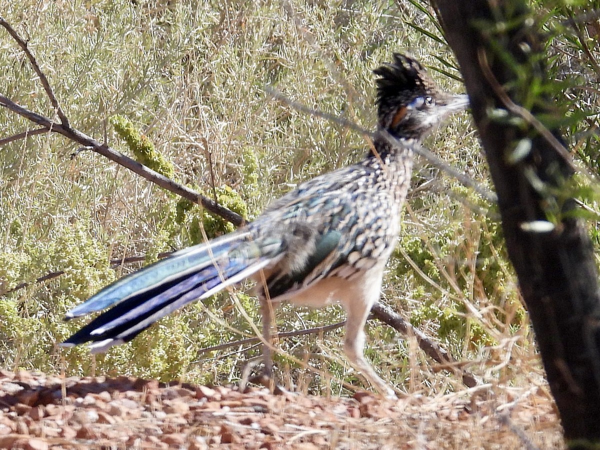 Greater Roadrunner - ML641581172