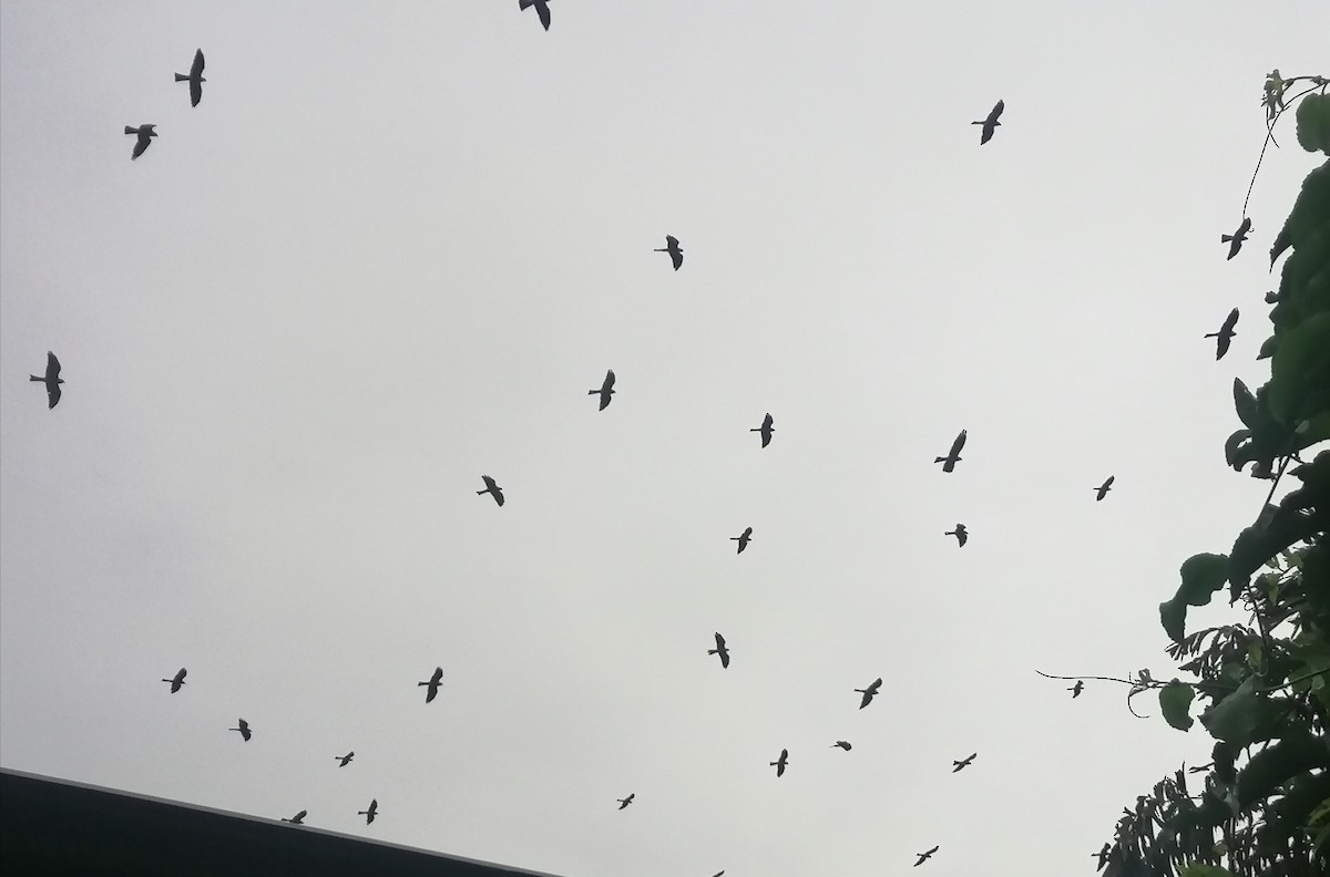 Mississippi Kite - ML641581205