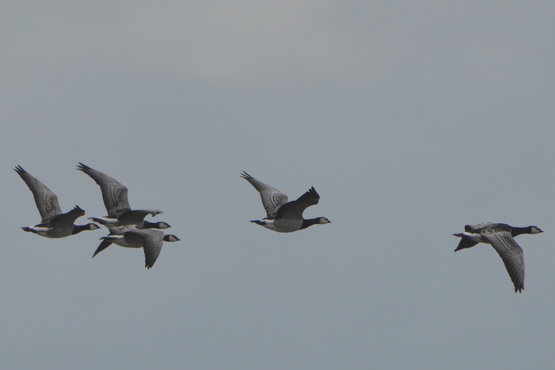 Barnacle Goose - ML641581220
