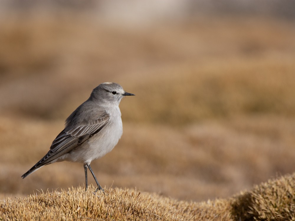 Ochre-naped Ground-Tyrant - ML641581234