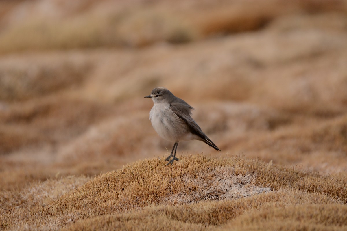 Ochre-naped Ground-Tyrant - ML641581238