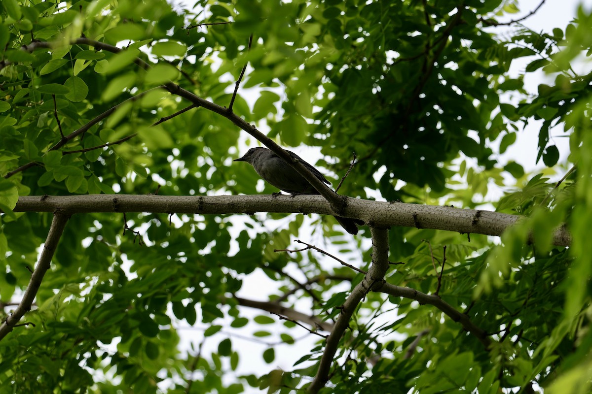 Gray Catbird - ML641581240