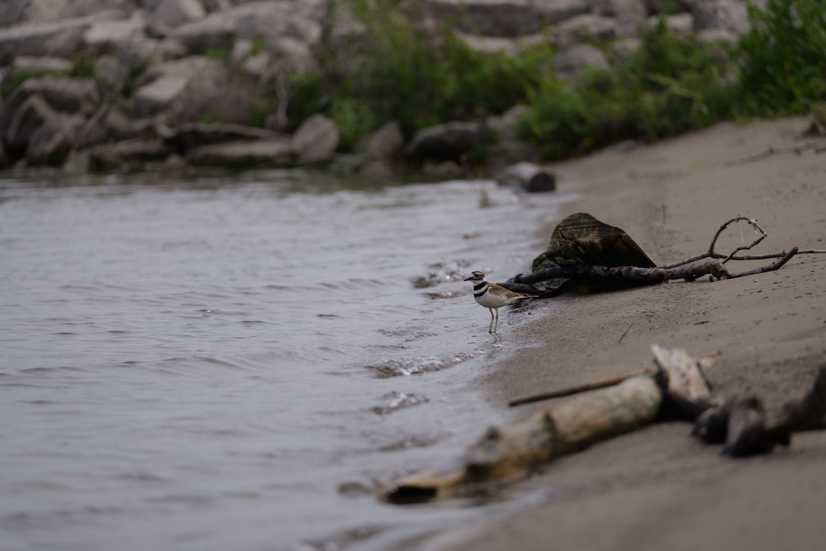 Killdeer - ML641581245