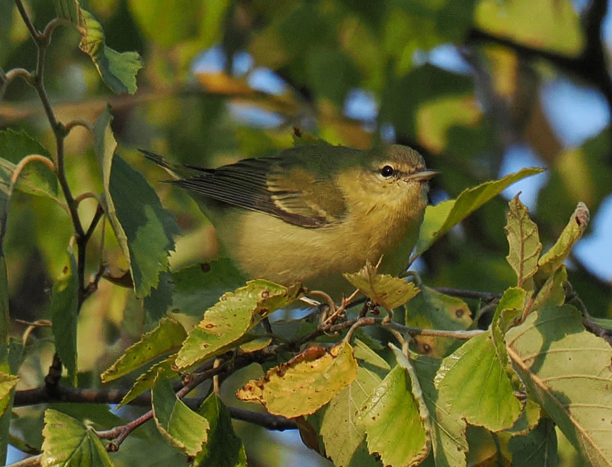 Tennessee Warbler - ML641581281