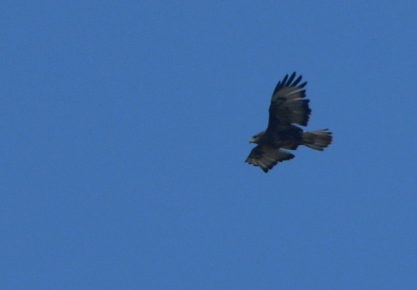 Common Buzzard - ML641581295