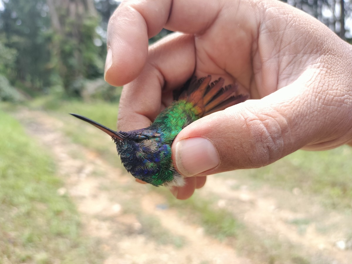 Golden-tailed Sapphire - ML641581356