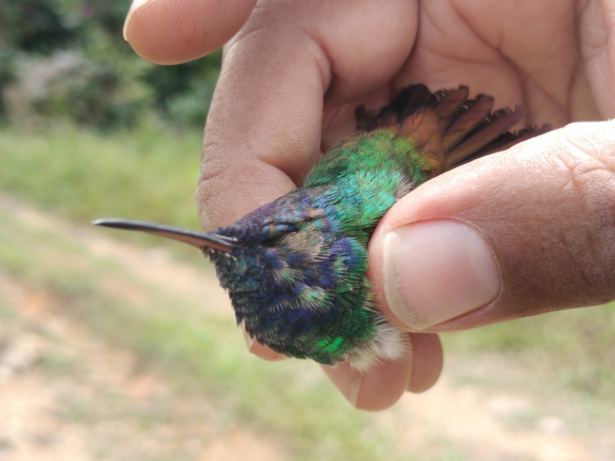 Golden-tailed Sapphire - ML641581357