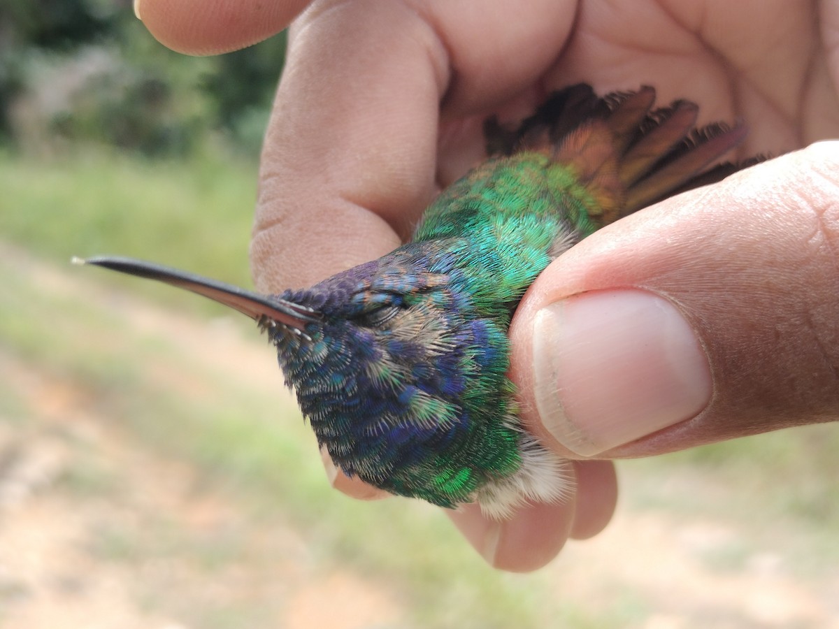Golden-tailed Sapphire - ML641581358