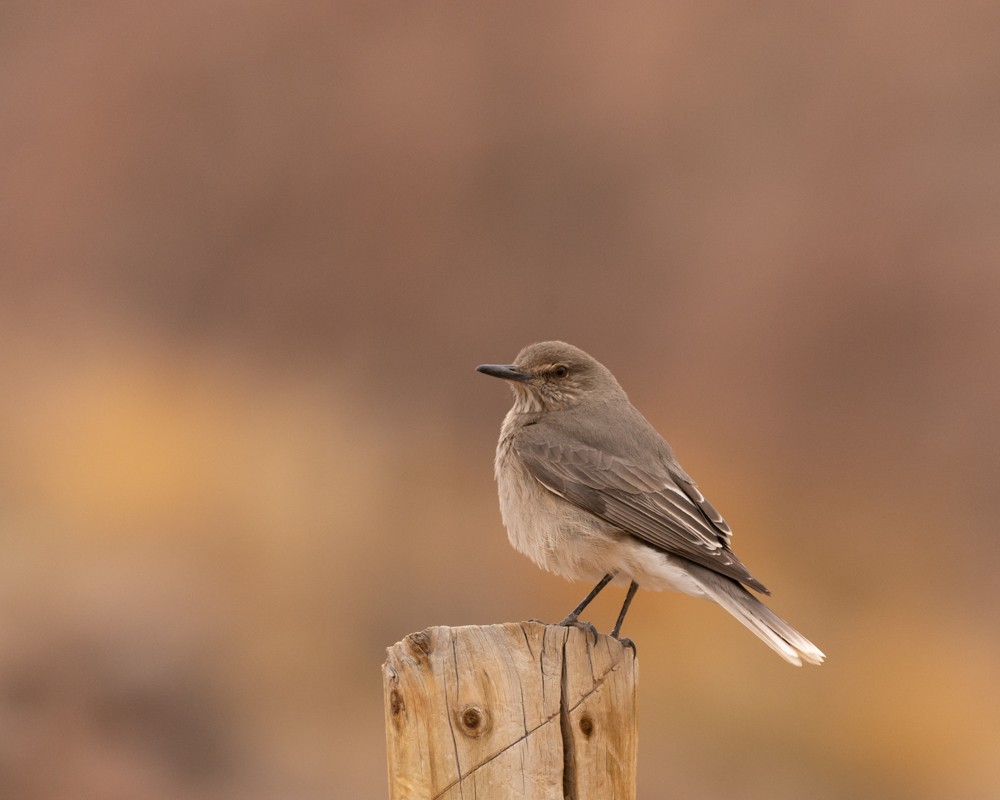 Black-billed Shrike-Tyrant - ML641581374
