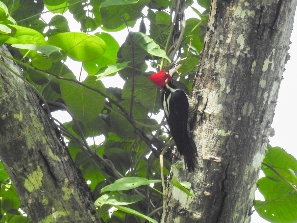 Crimson-crested Woodpecker - ML641581376