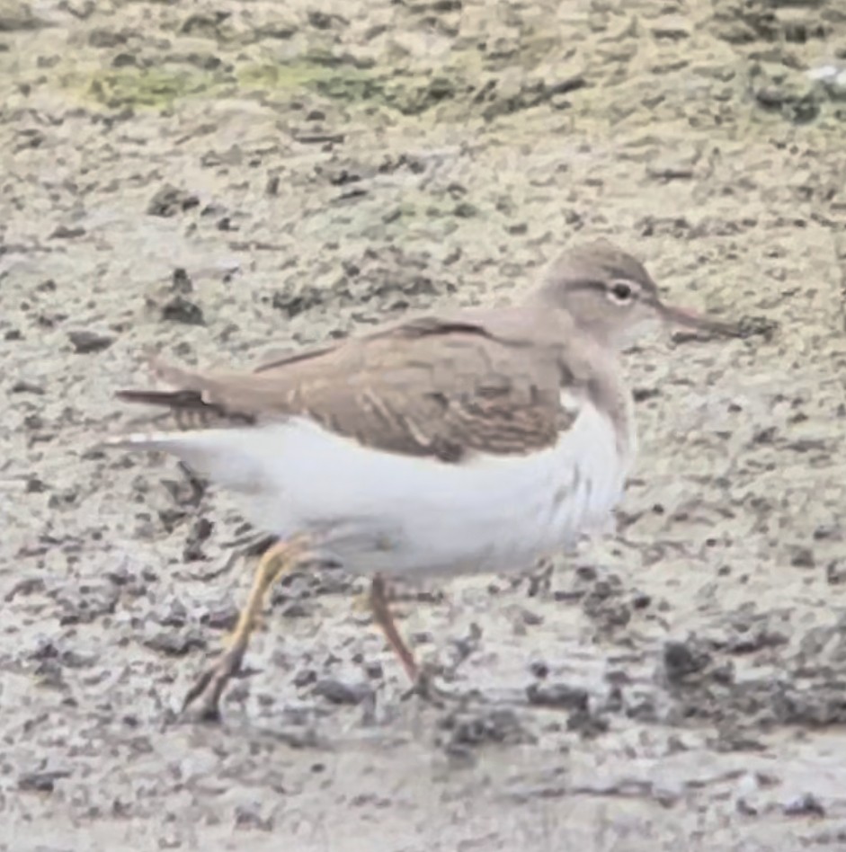 pisík americký - ML641581378