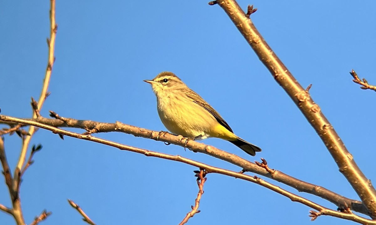 Palm Warbler - ML641581400