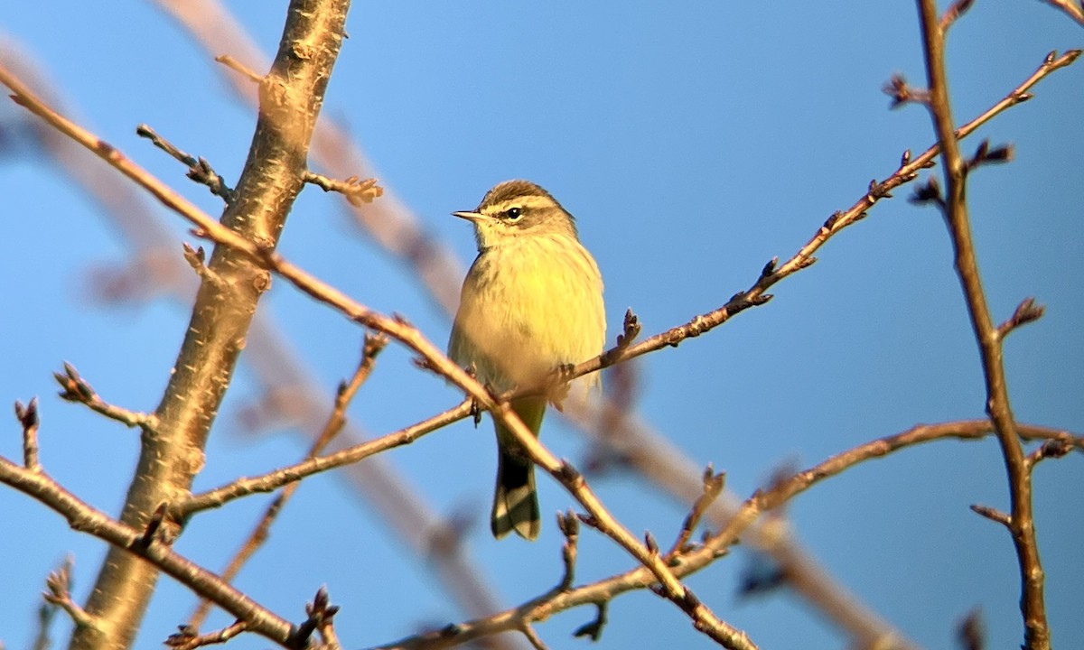 Palm Warbler - ML641581401