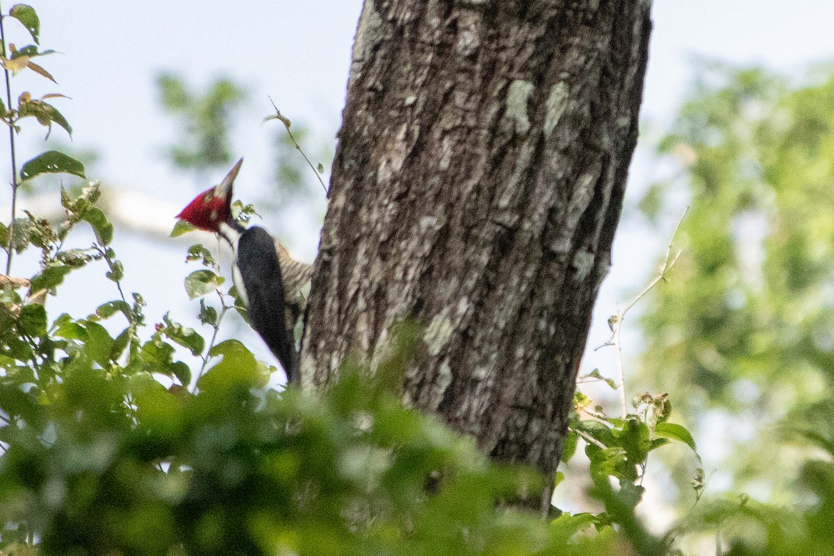 Crimson-crested Woodpecker - ML641581435