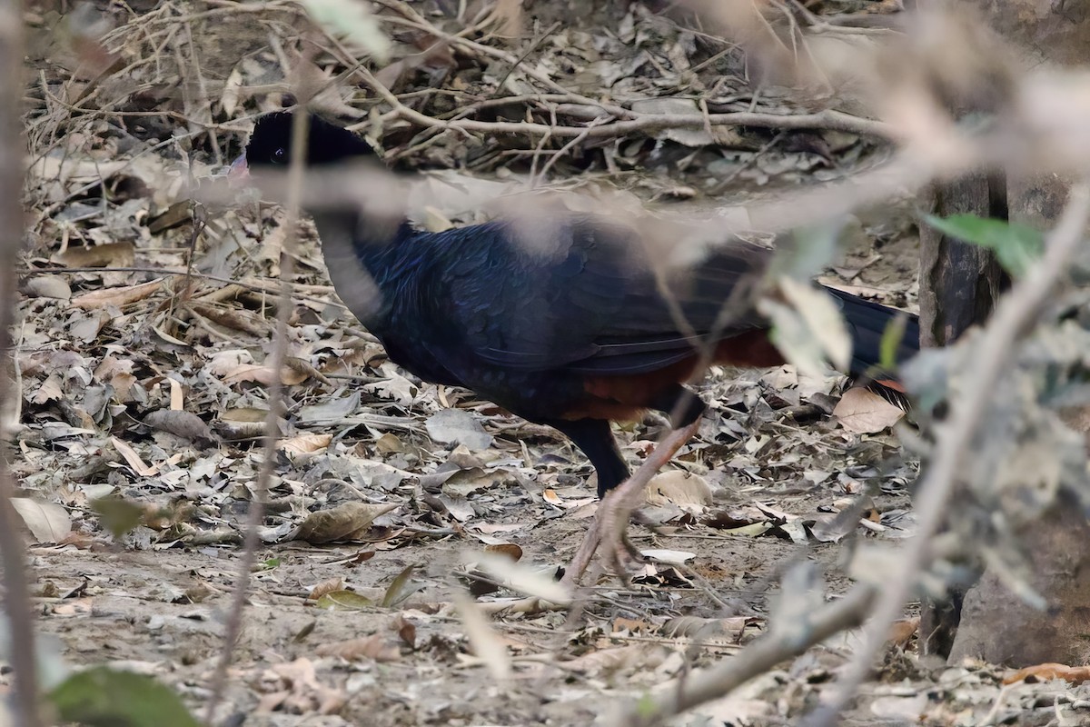 Crestless Curassow - ML641581478