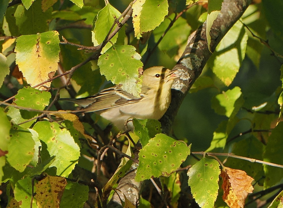 Tennessee Warbler - ML641581485