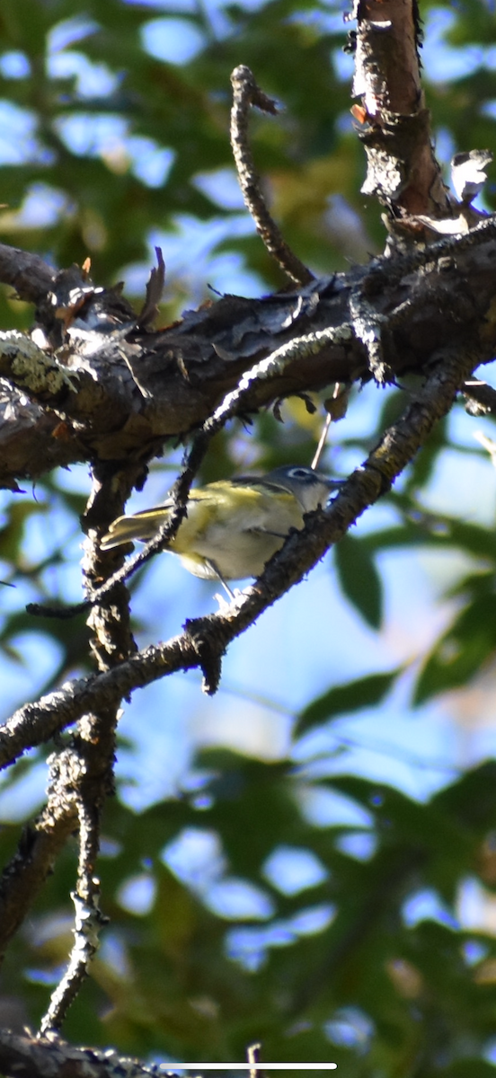 Vireo Solitario - ML641581490