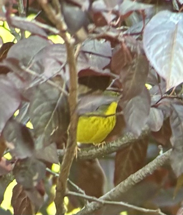 Canada Warbler - ML641581495