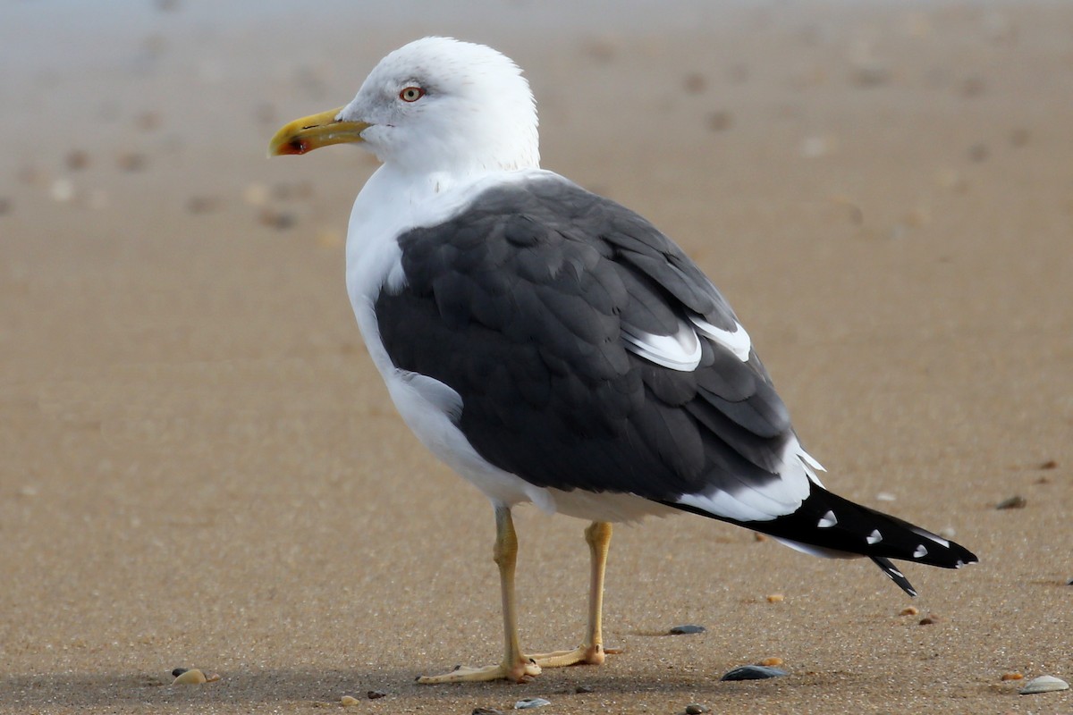 Lesser Black-backed Gull - ML641581501