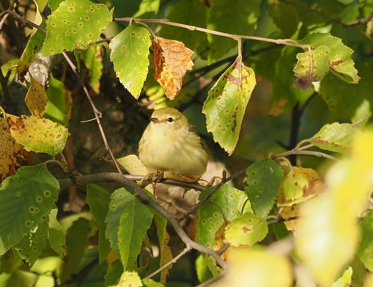 Blackpoll Warbler - ML641581505