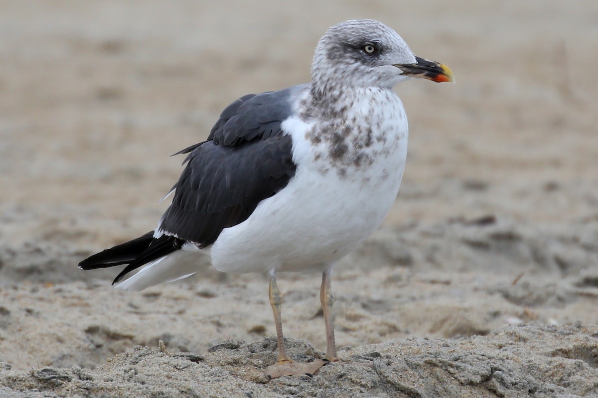 Lesser Black-backed Gull - ML641581507
