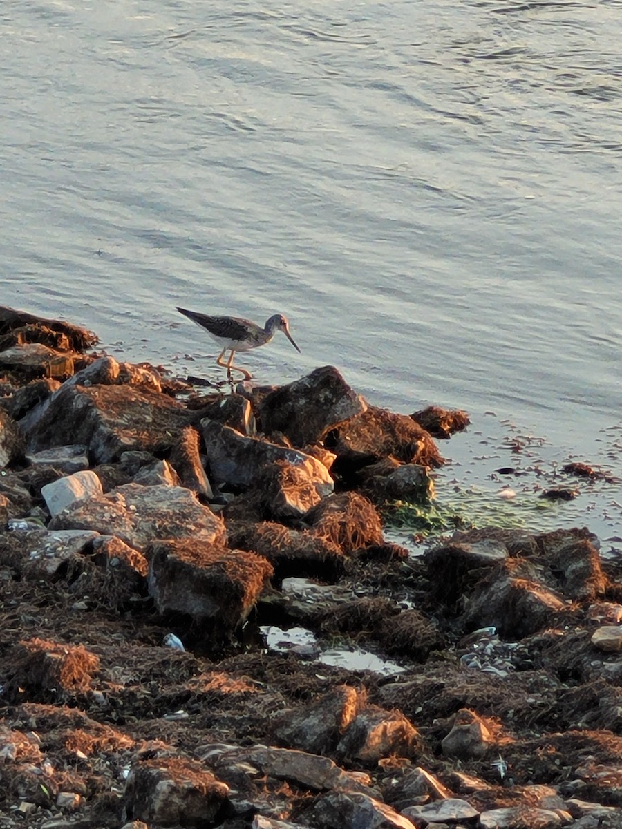 Greater Yellowlegs - ML641581518