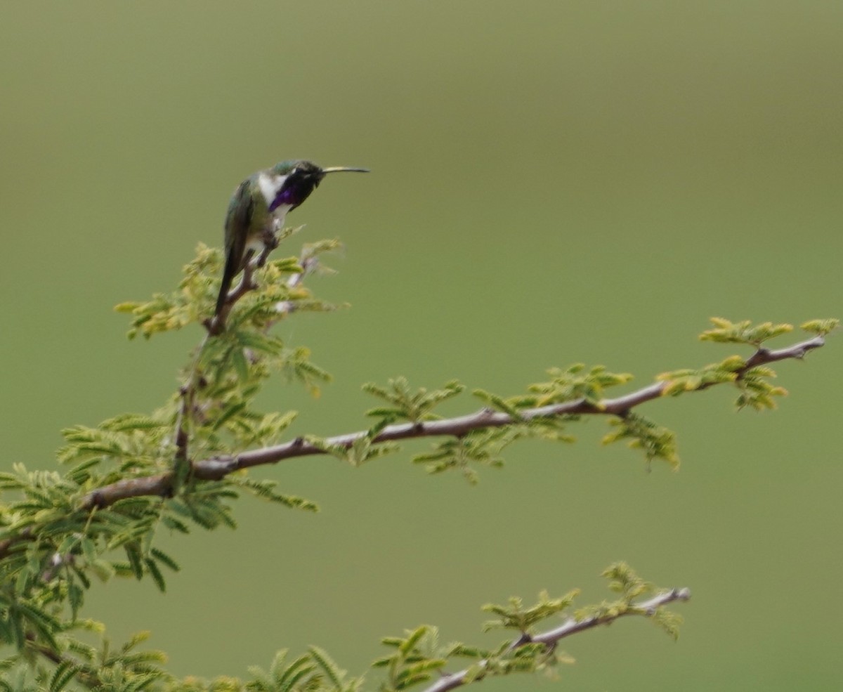 Beautiful Hummingbird - ML641581550