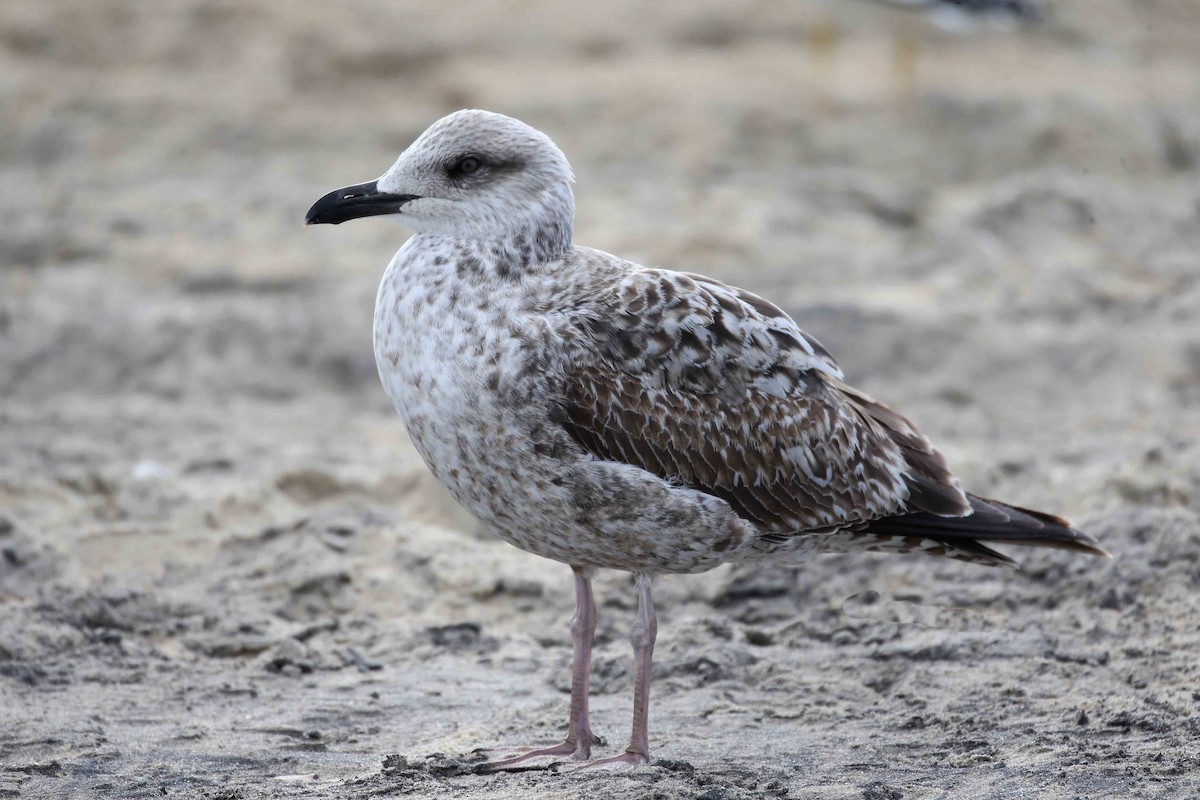 Lesser Black-backed Gull - ML641581552
