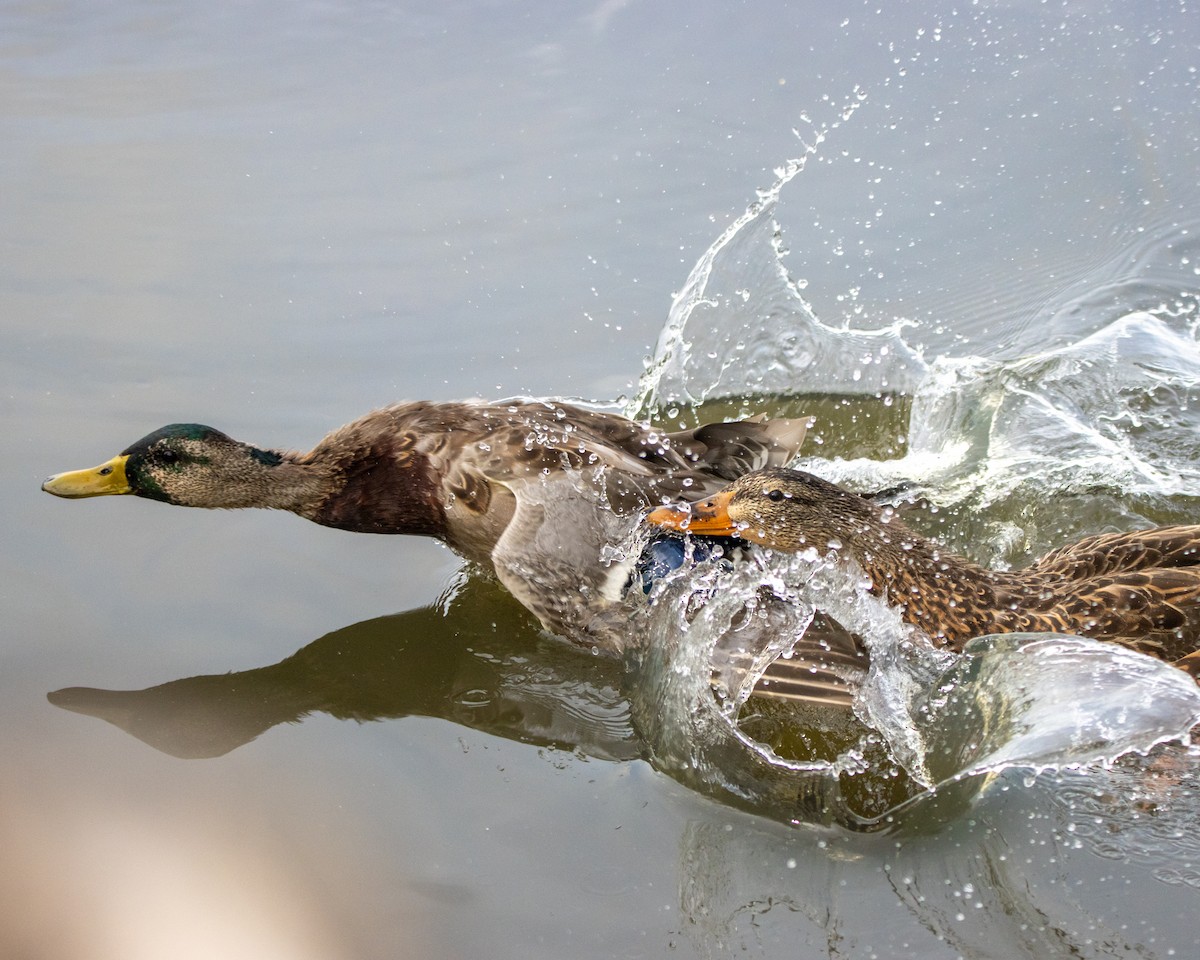 Germano reale - ML641581556