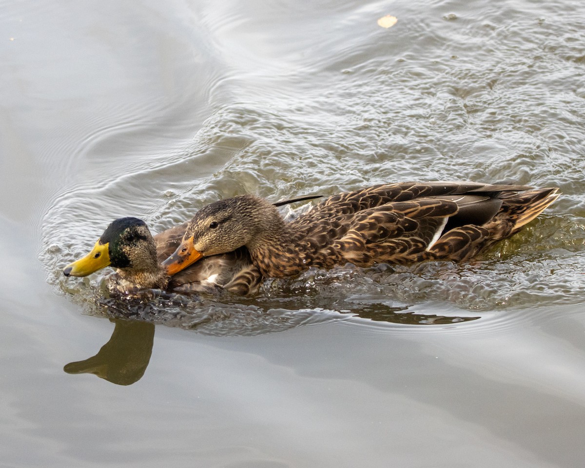 Germano reale - ML641581568