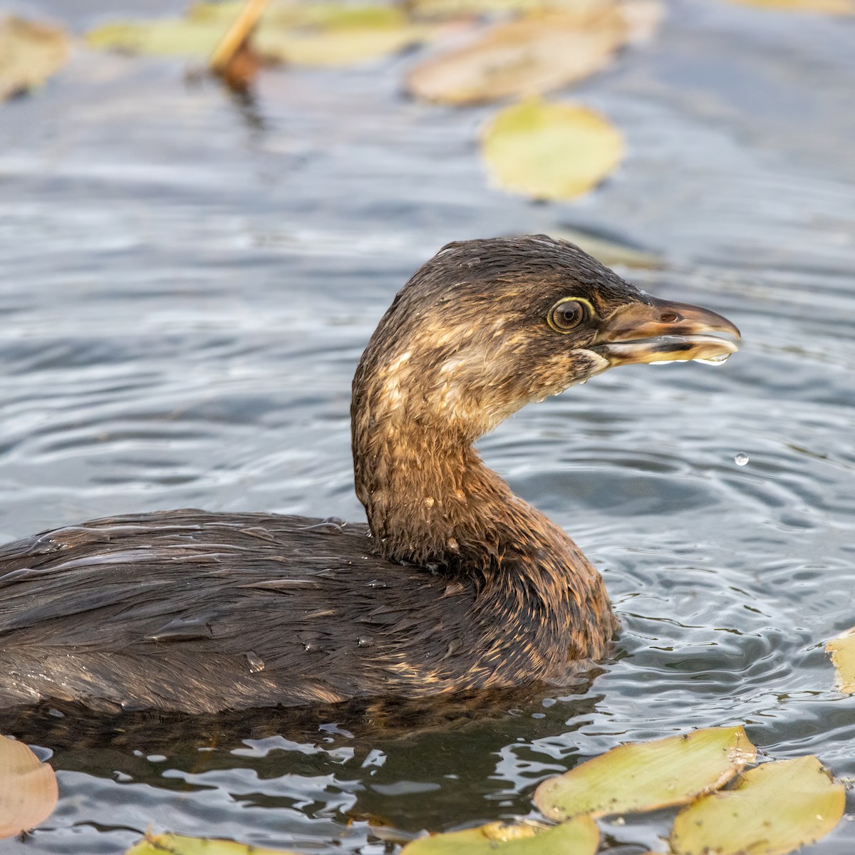 Pied-billed Grebe - ML641581597