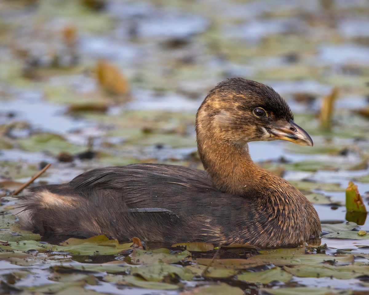 Pied-billed Grebe - ML641581598