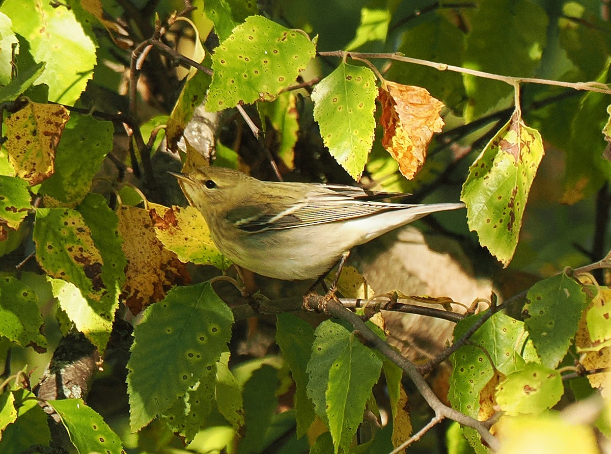 Blackpoll Warbler - ML641581601