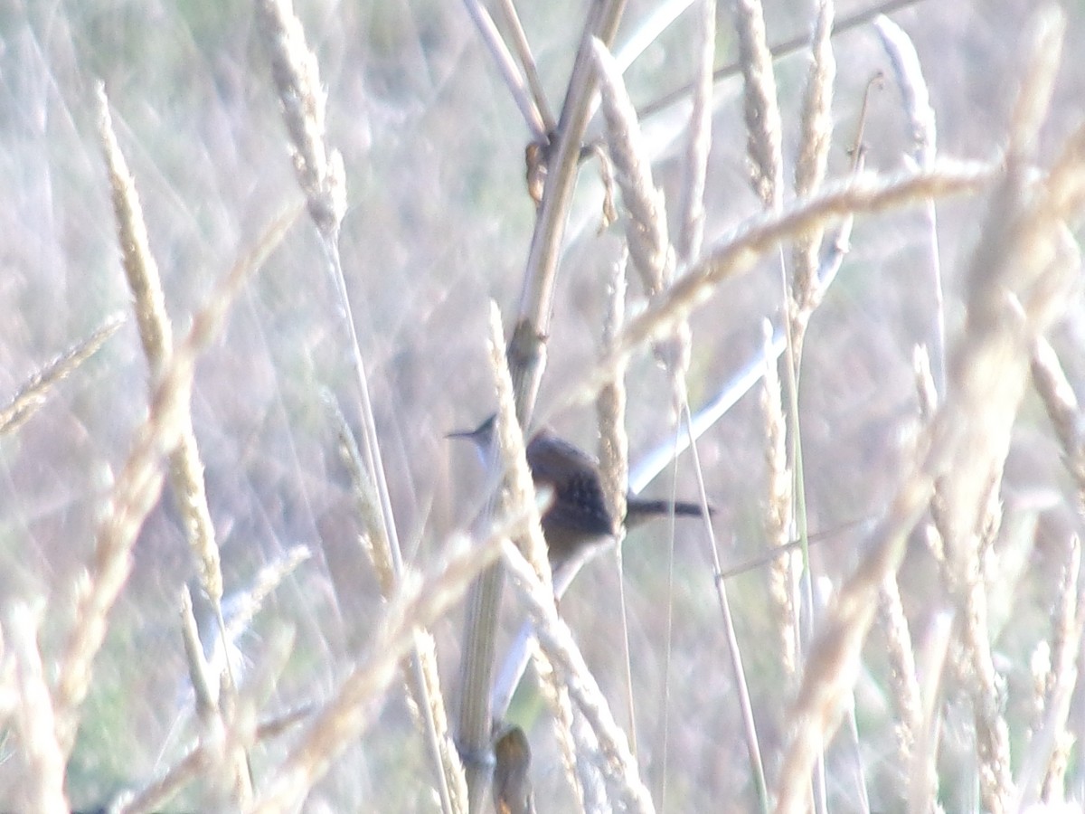 střízlík bažinný - ML641581606