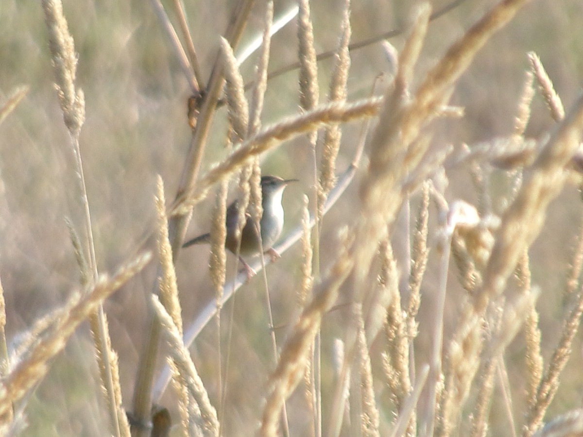 střízlík bažinný - ML641581615
