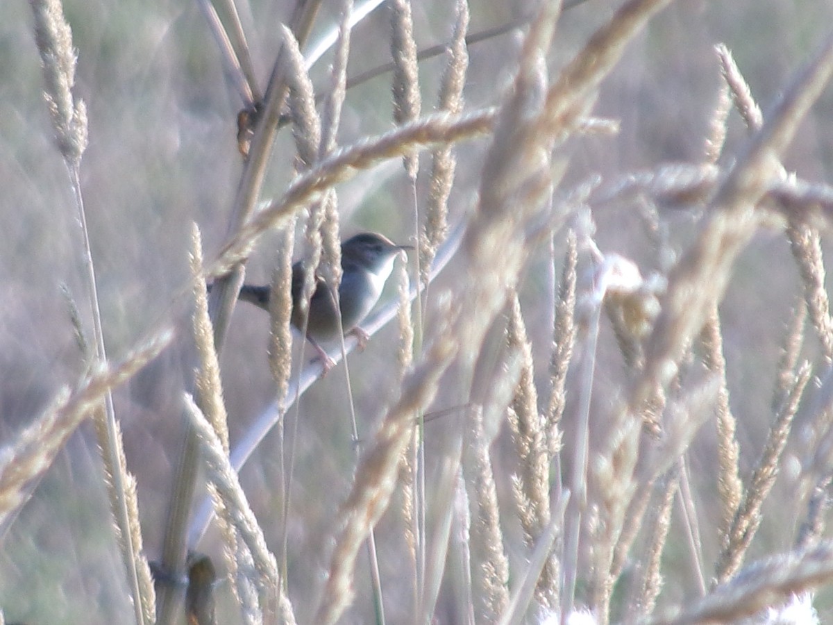 střízlík bažinný - ML641581618