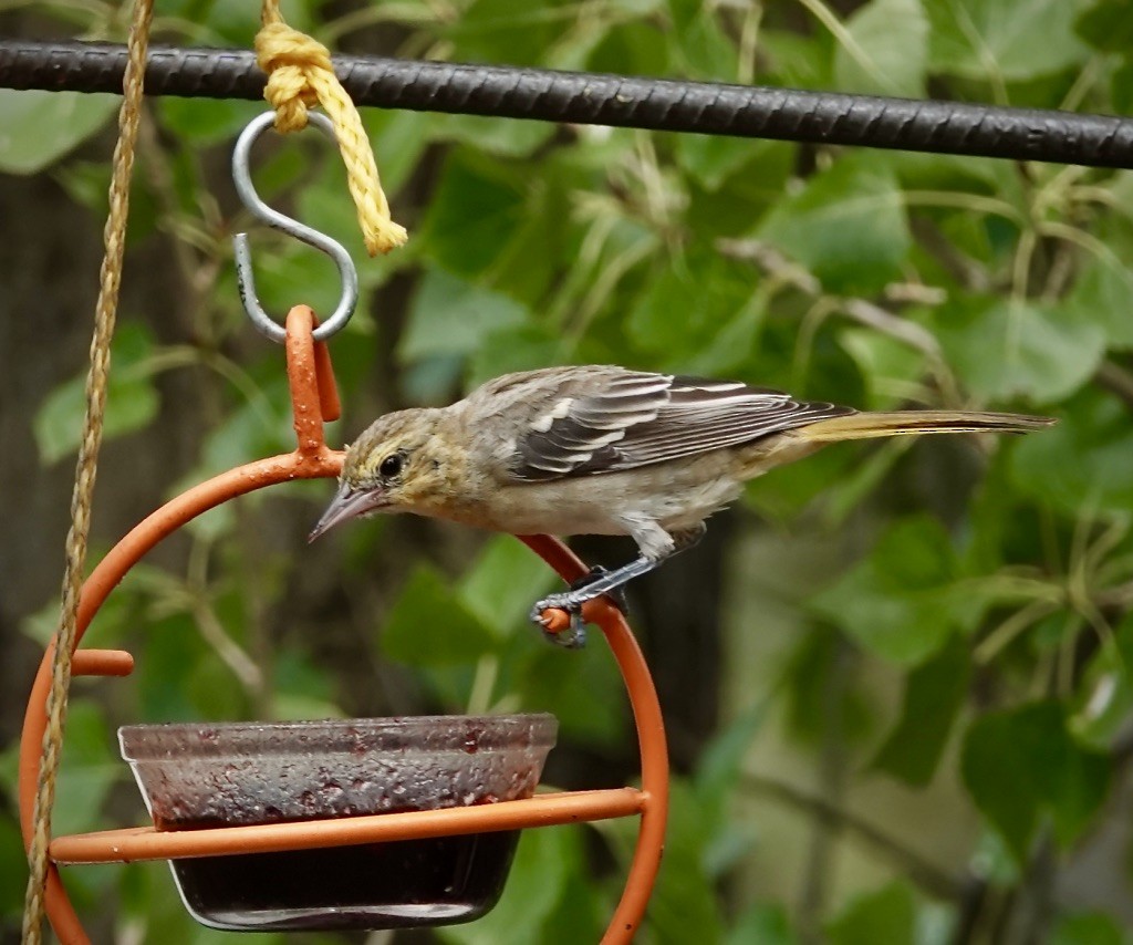 Bullock's Oriole - ML641581621