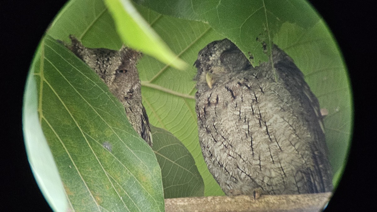 Pacific Screech-Owl - ML641581636