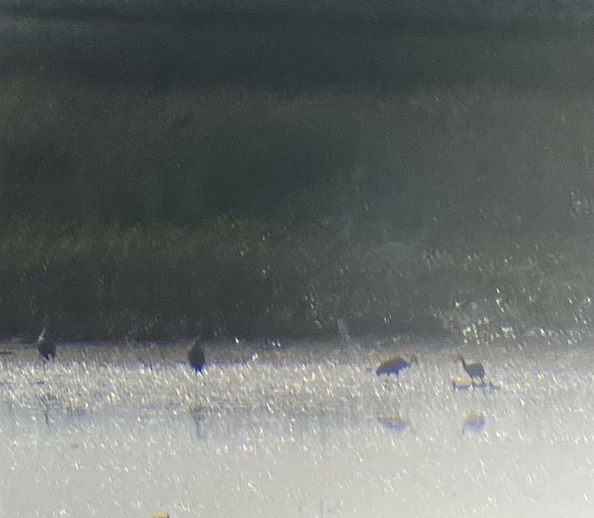 カナダヅル - ML641581640