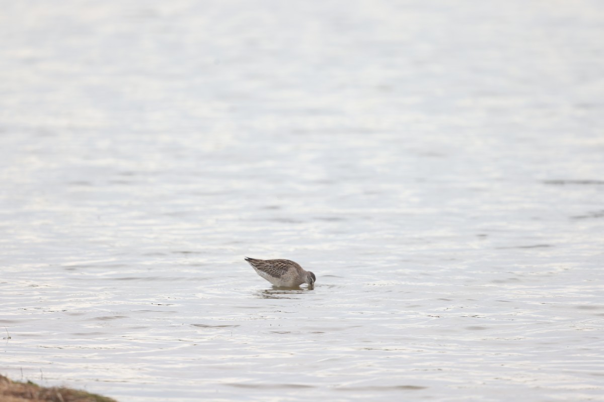 Short-billed Dowitcher - ML641581652