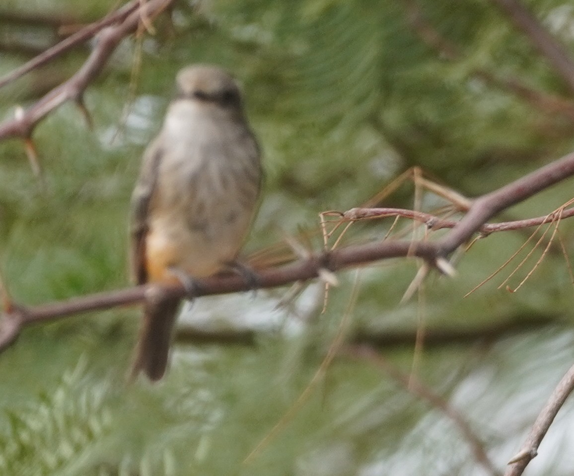Vermilion Flycatcher - ML641581662
