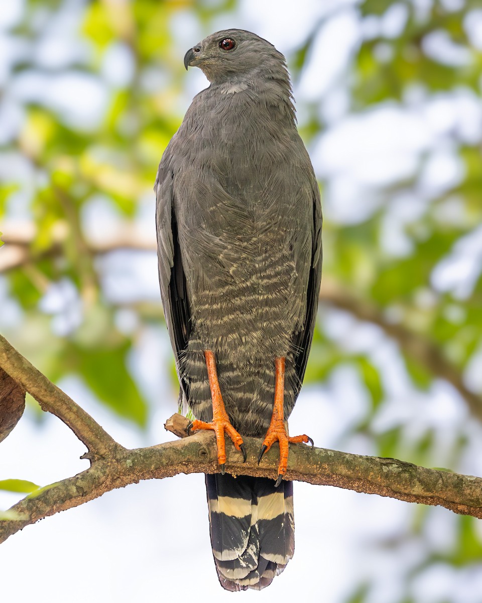 Журавлиный коршун - ML641581672