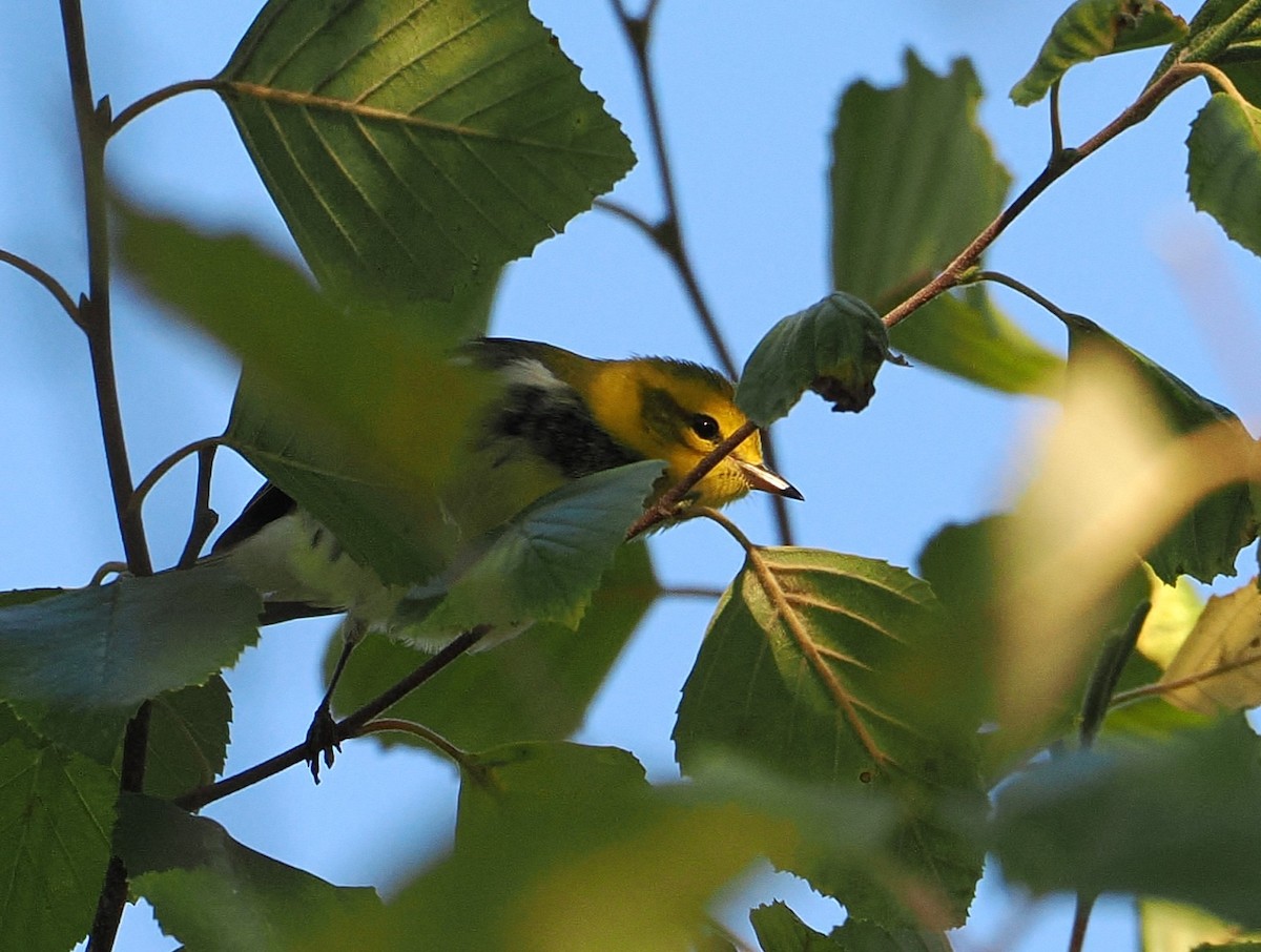 Black-throated Green Warbler - ML641581729