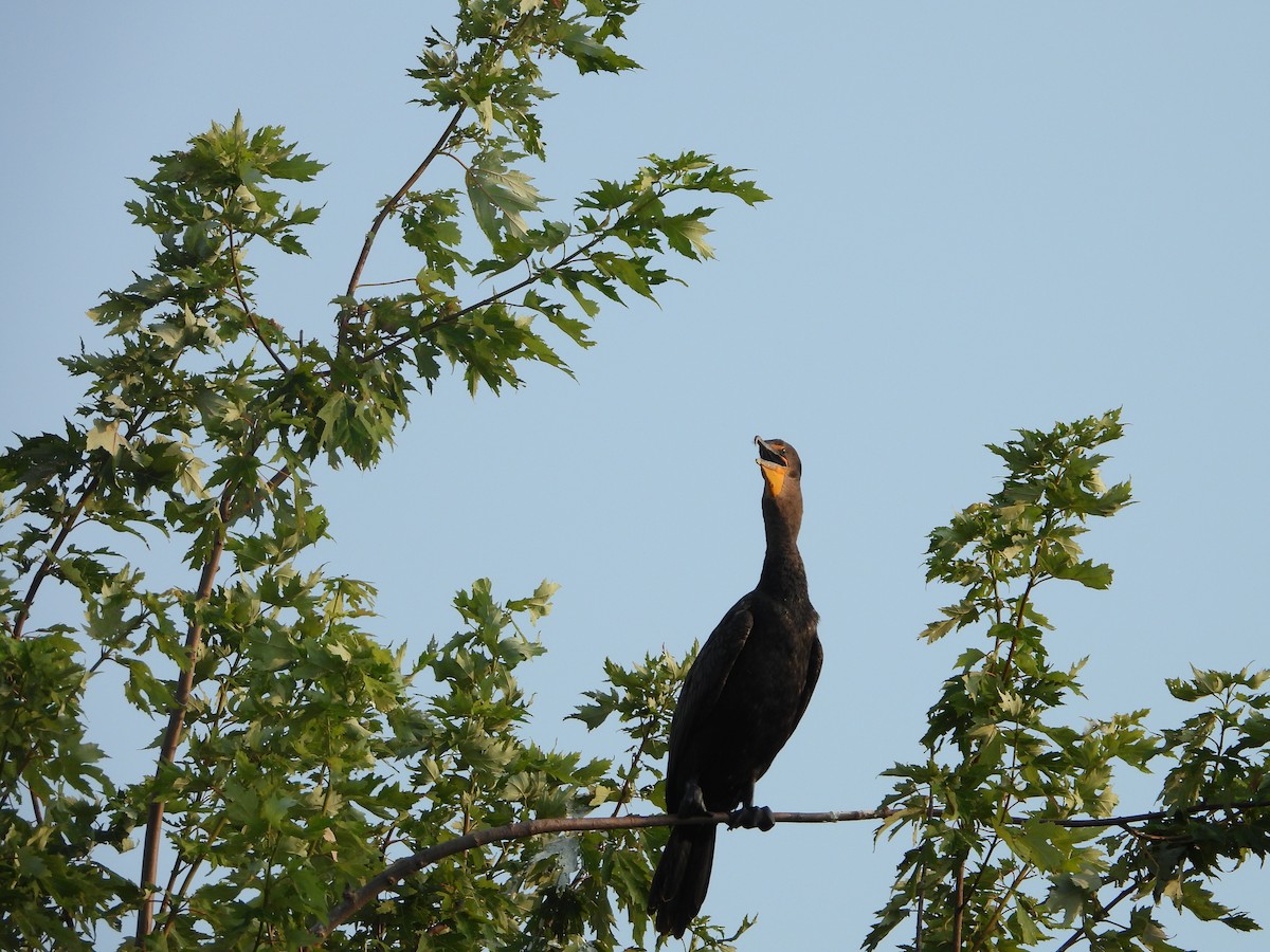 Double-crested Cormorant - ML641581730