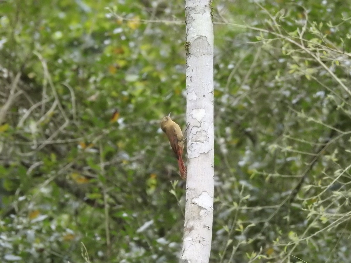 Olivaceous Woodcreeper - ML641581765