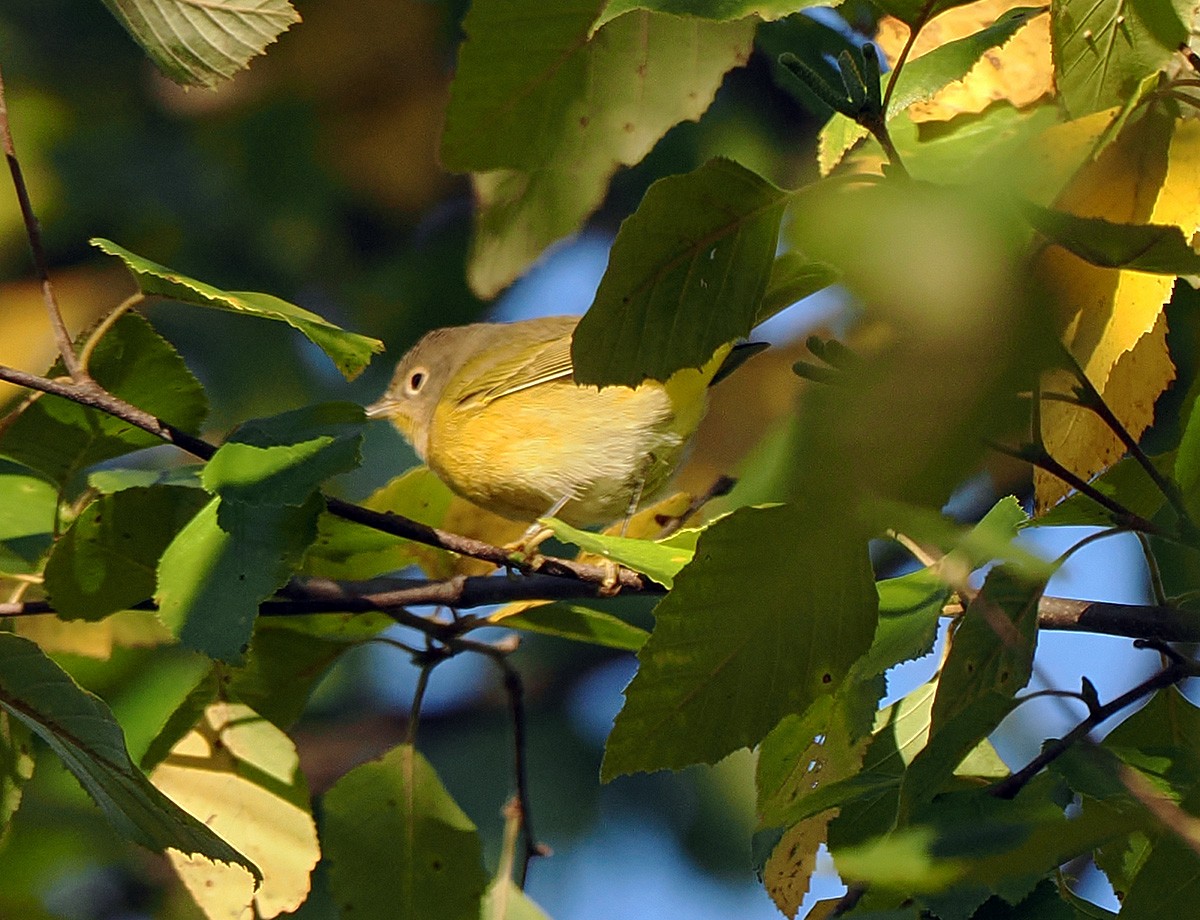 Nashville Warbler - ML641581842